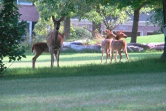 Deer being good Neighbors