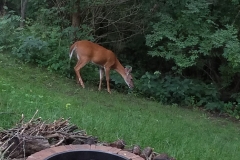 Deer in yard