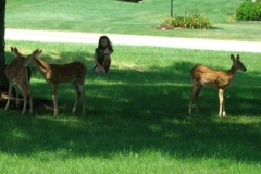 Deer and more