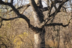 Spring Swing at Mighty Oak