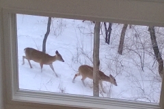 Deer outside Greatroom window